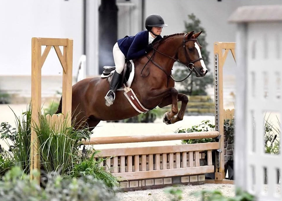 Scamander - LEASE ONLY | 2020 | 14.2h | Welsh Cross | Gelding