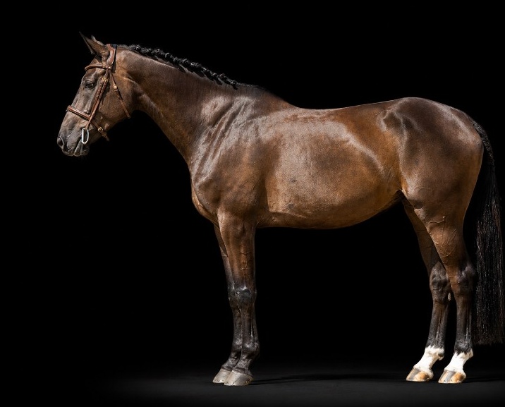 Ira R | 2020 | 16h | Not Specified | Mare