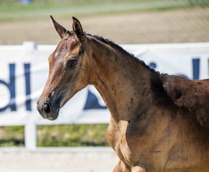 Dominini 1-1 Z | 2026 | 13.2h | Zangersheide | Mare