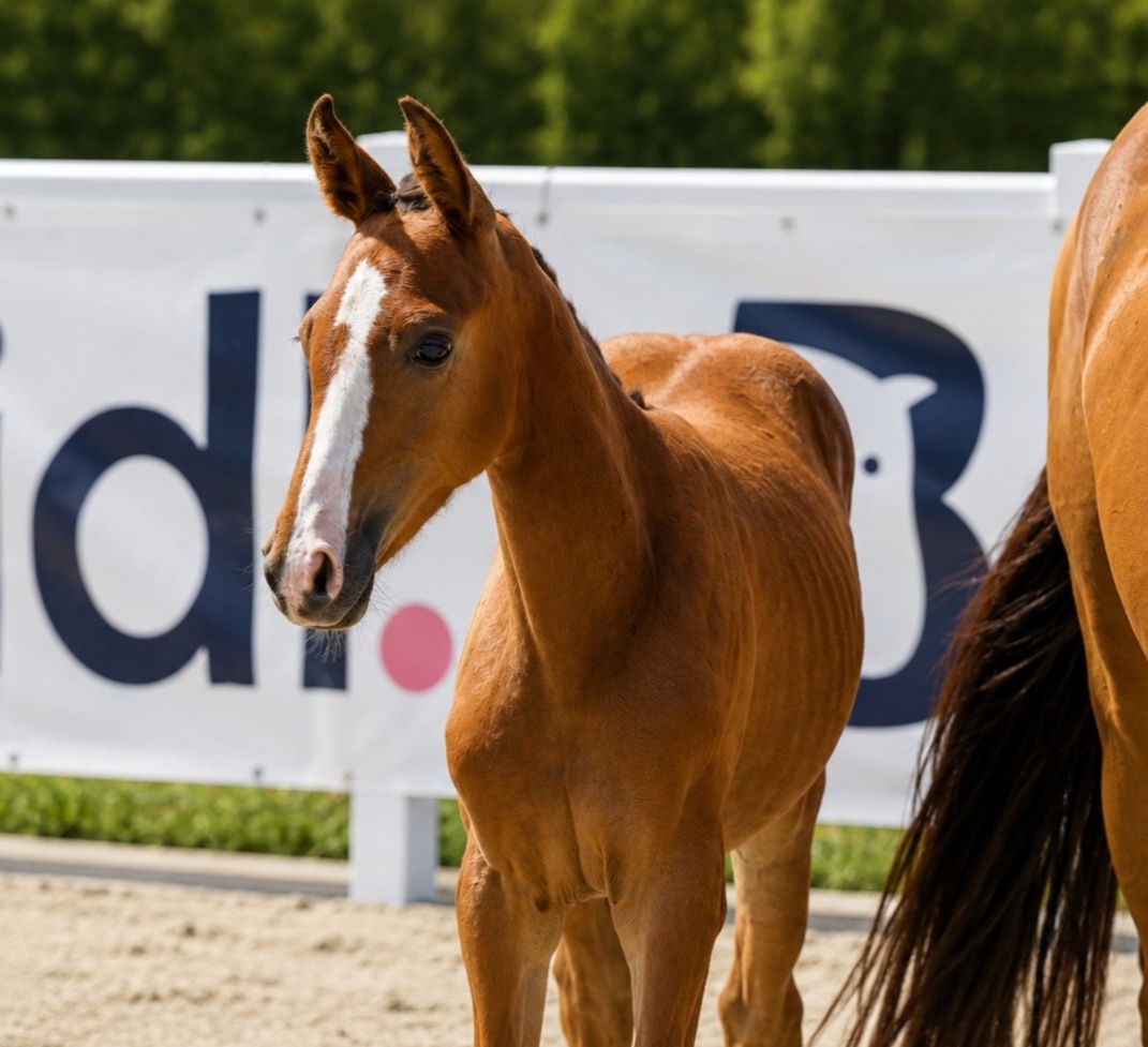 Tinkerbell 1-1 Z | 2026 | 13.1h | Zangersheide | Mare