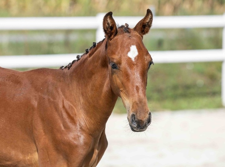 Tornado du Chaz 1-1 Z | 2026 | 13.1h | Zangersheide | Stallion