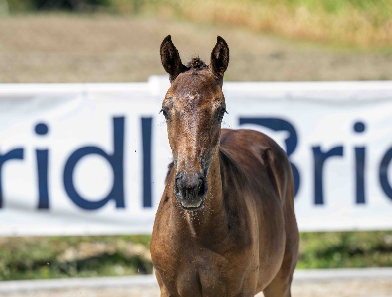 Dominini 1-1 Z | 2026 | 13.2h | Zangersheide | Mare