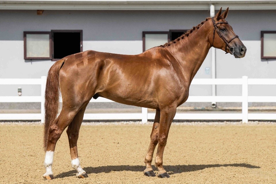 Giusto D’oro Z | 2019 | 17.2h | Zangersheide | Gelding