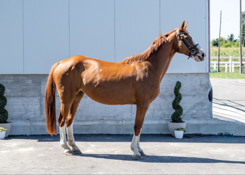Baloca | 2011 | 17.1h | Westphalian | Mare
