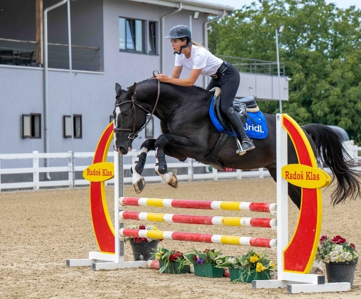 King of Zagreb FJ | 2022 | 16.3h | Not Specified | Stallion