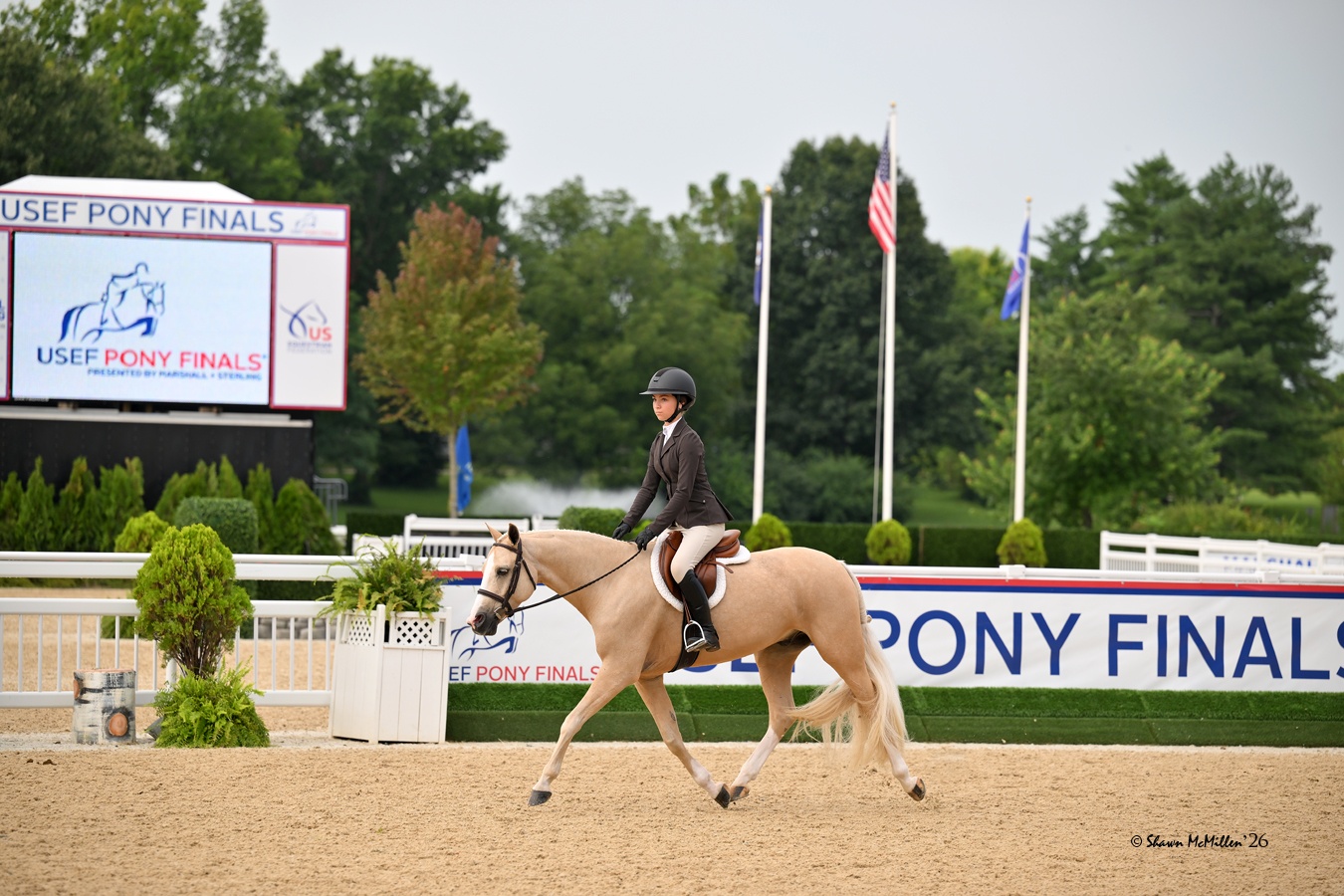 Golden Ticket | 2017 | 14.1h | German Riding Pony | Gelding