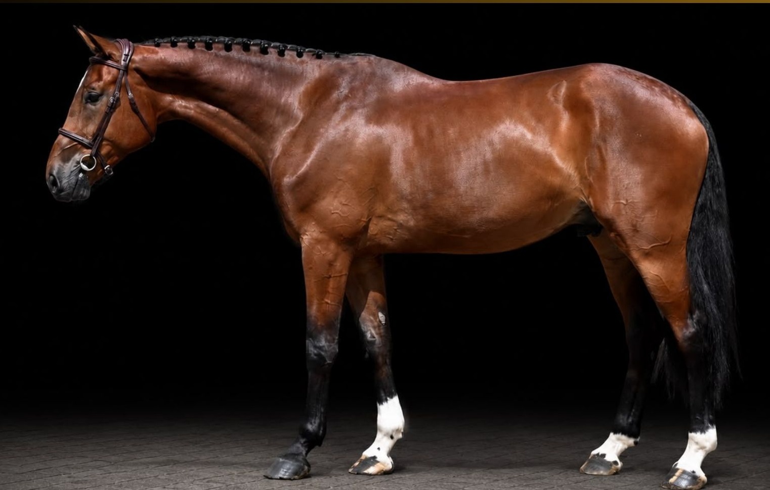 Toronto | 2021 | 16.2h | Warmblood | Gelding
