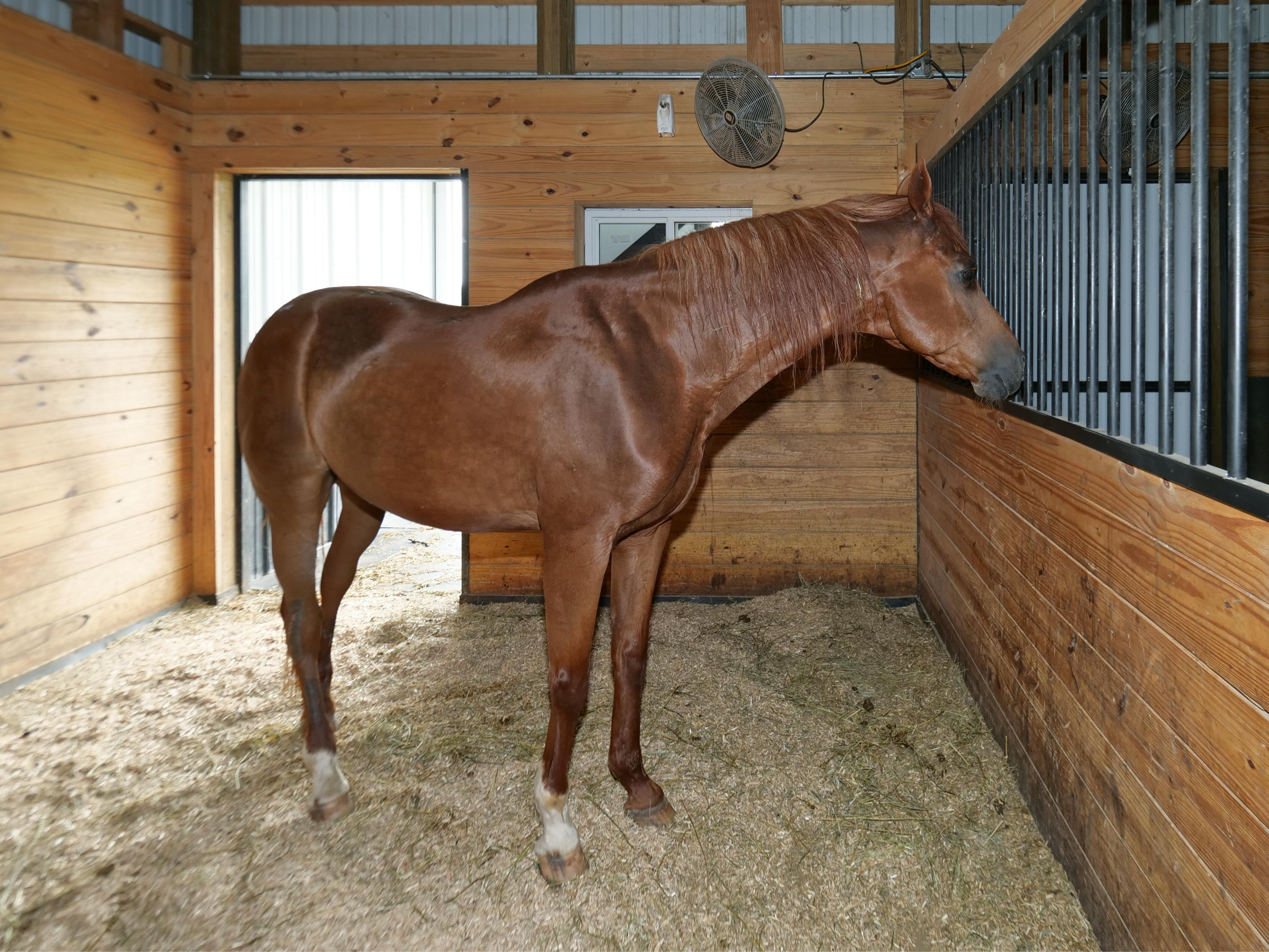 LUXURY EQUESTRIAN ESTATE---owner financing available! | Living Quarters + Stables | For Sale