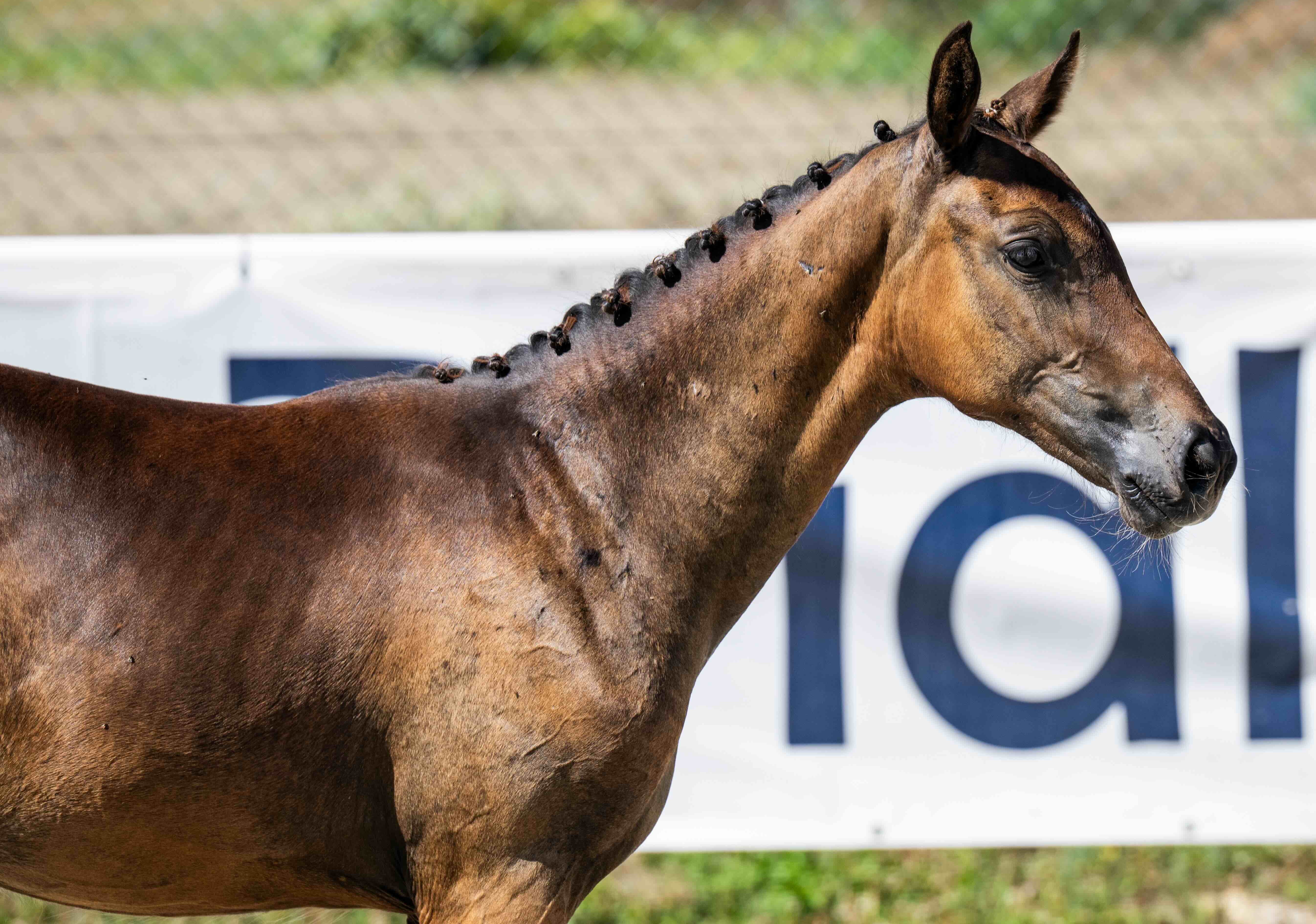Dominini 1-1 Z | 2026 | 13.2h | Zangersheide | Mare