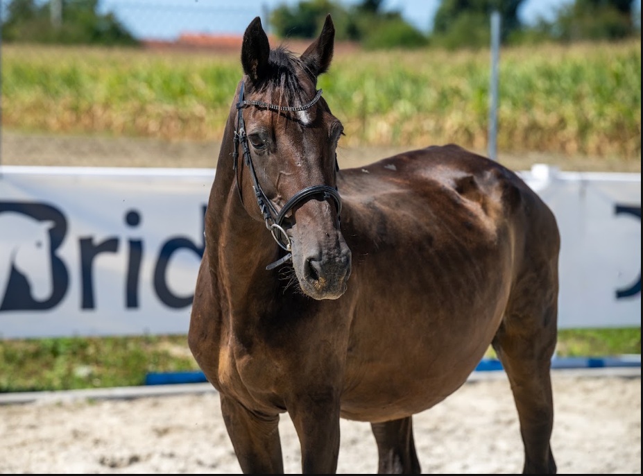 Quality Z | 2004 | 15.2h | Zangersheide | Mare