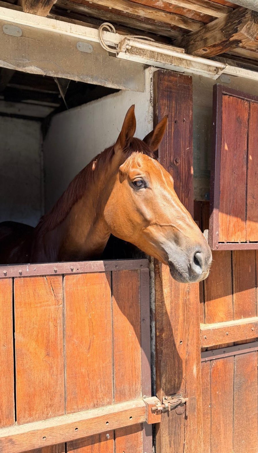 Giusto D’oro Z | 2019 | 17.2h | Zangersheide | Gelding