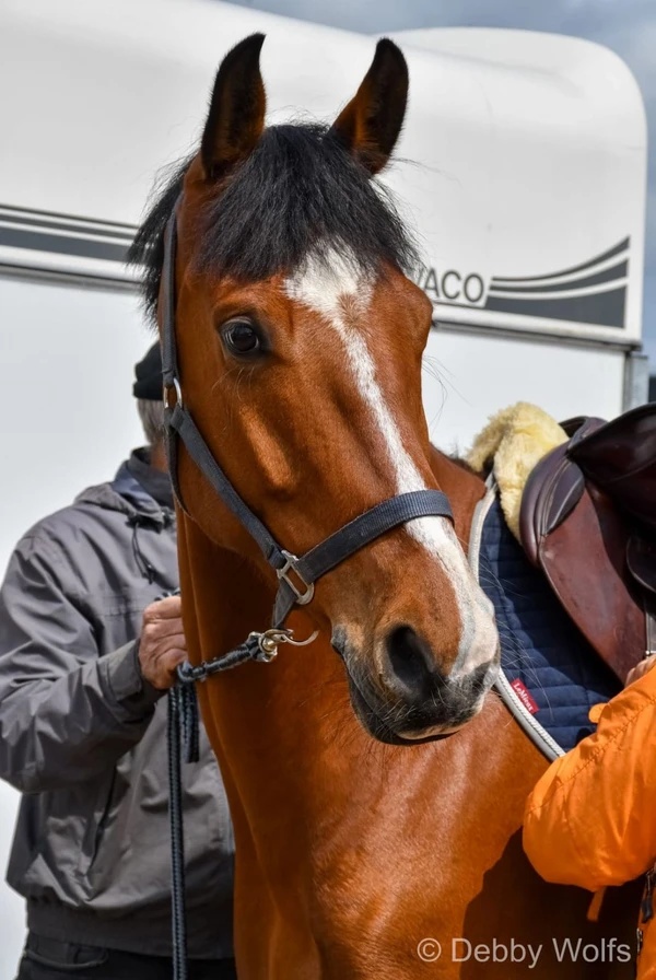 Kamiro | 2015 | 16.1h | Dutch Warmblood | Gelding