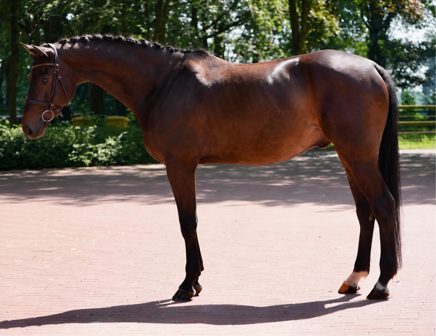 Quintus | 2021 | 16.2h | Hanovarian Warmblood | Gelding