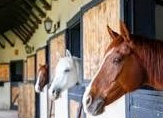 Luxury Equine Housing | Living Quarters + Stables | For Rent or Sublet