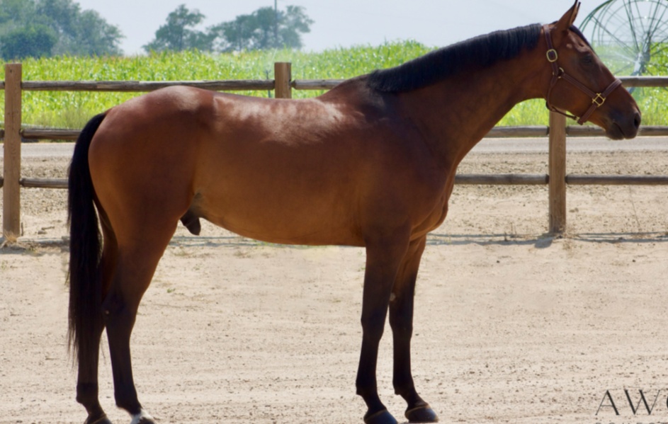 AM/JR Friendly Jumper | 2020 | 16.2h | KWPN | Gelding