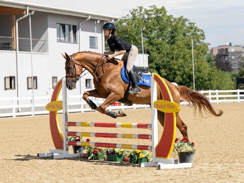 Giusto D’oro Z | 2019 | 17.2h | Zangersheide | Gelding