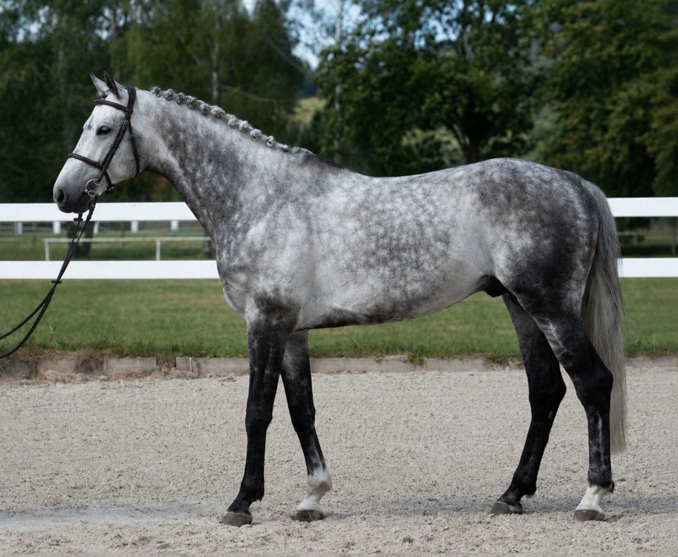 American Dream stallion | 2019 | 16.2h | All Warmbloods | Stallion