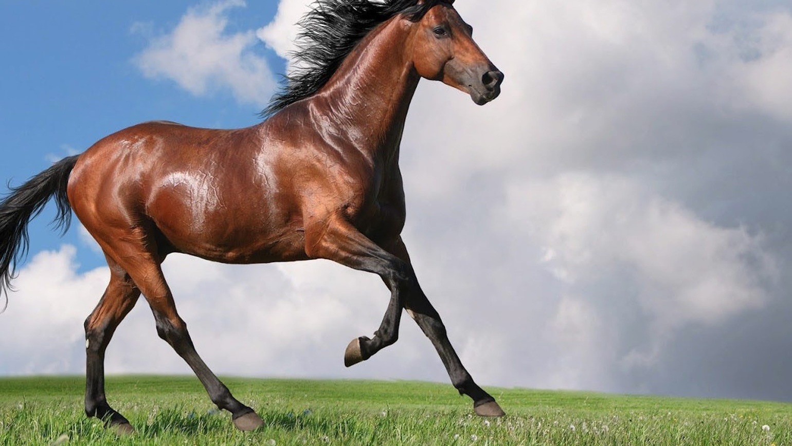 test | Rental Stables | For Rent or Sublet