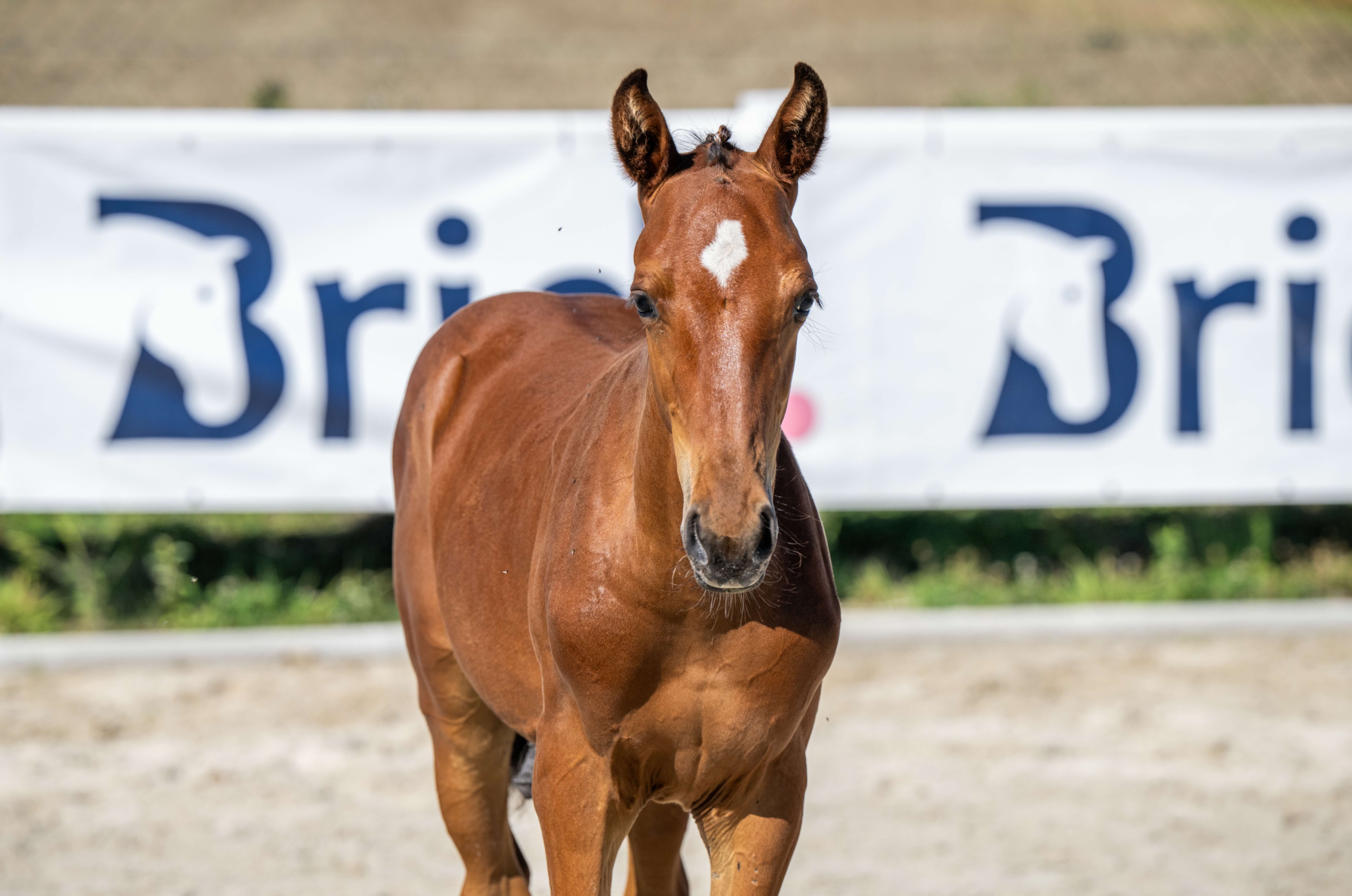 Tornado du Chaz 1-1 Z | 2026 | 13.1h | Zangersheide | Stallion
