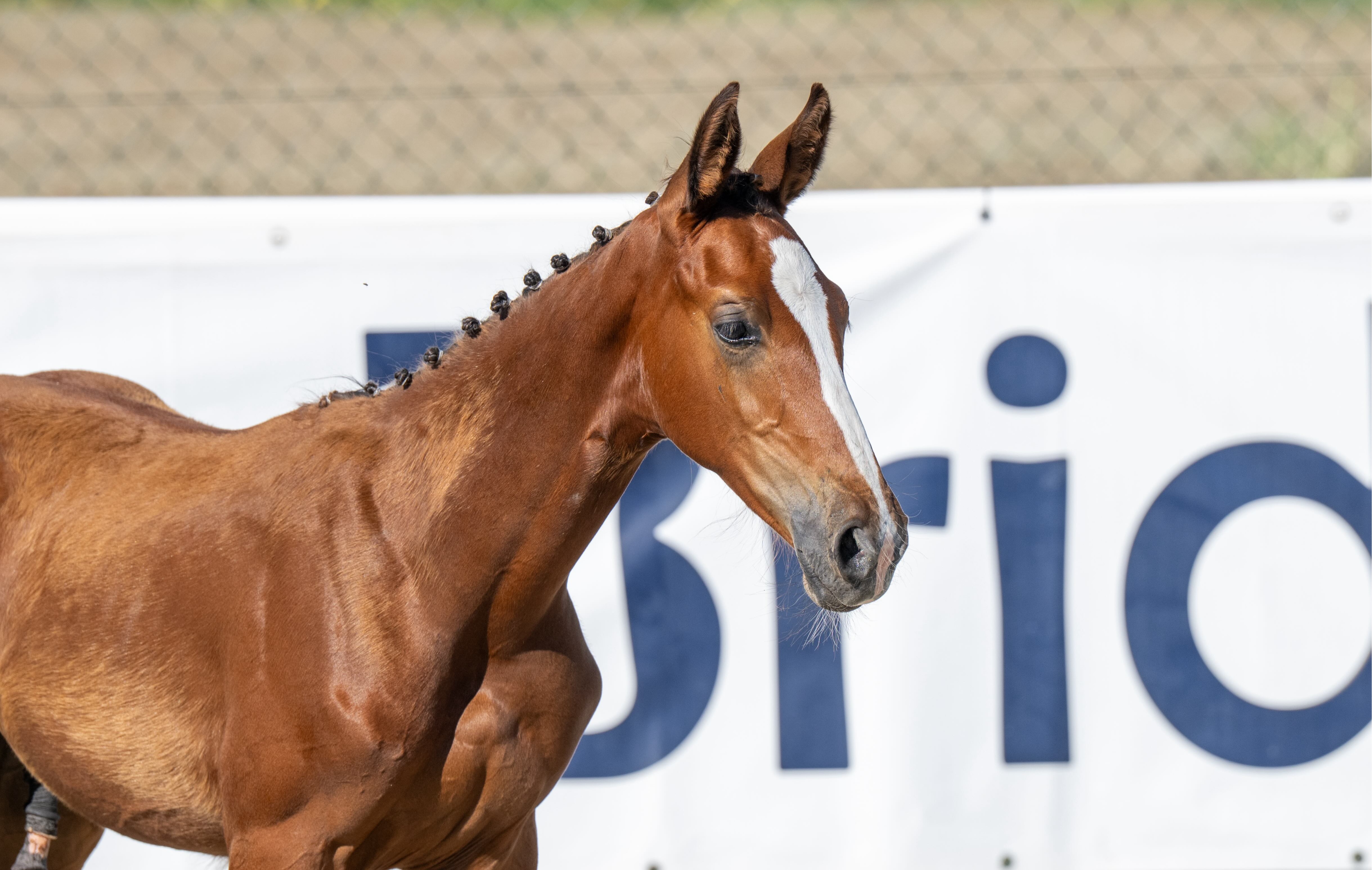 Frosted Fury 1-1 Z | 2026 | 12.2h | Zangersheide | Stallion
