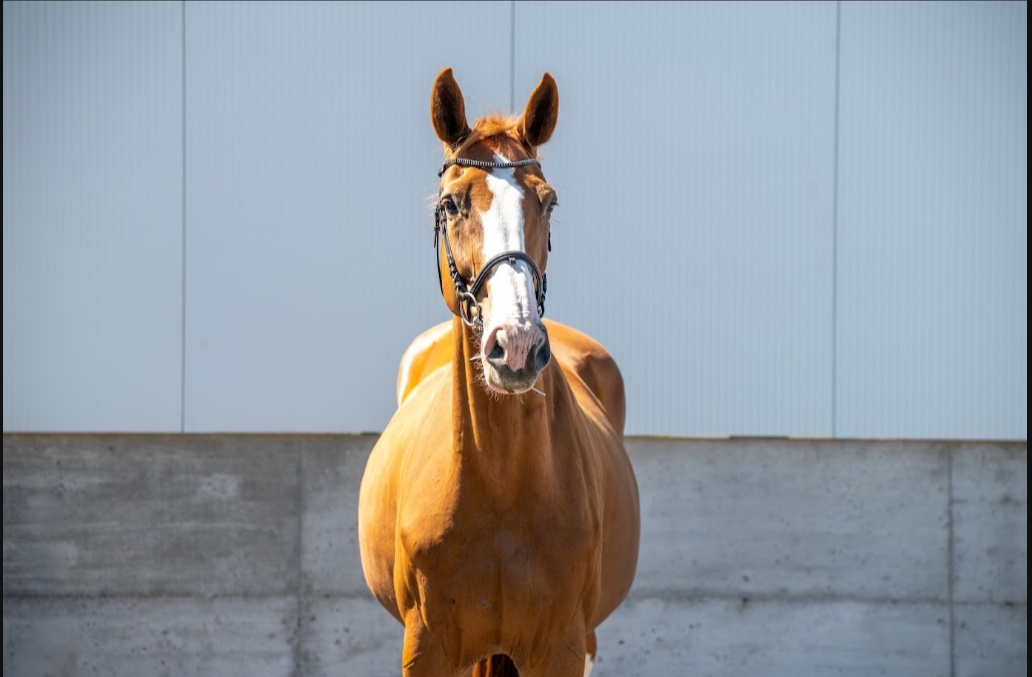 Baloca | 2011 | 17.1h | Westphalian | Mare