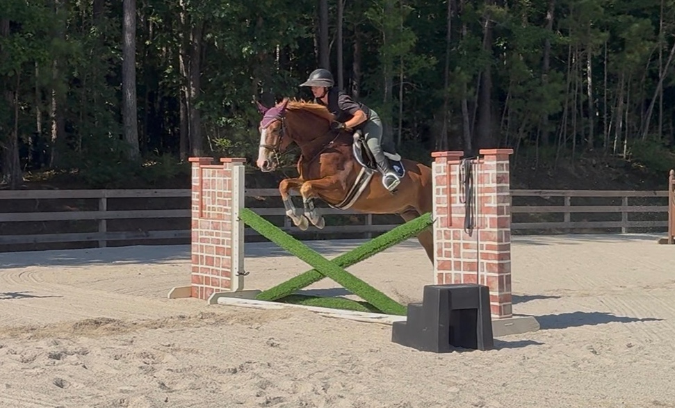 Focus Tachor Z | 2021 | 15.3h | Zangersheide | Gelding