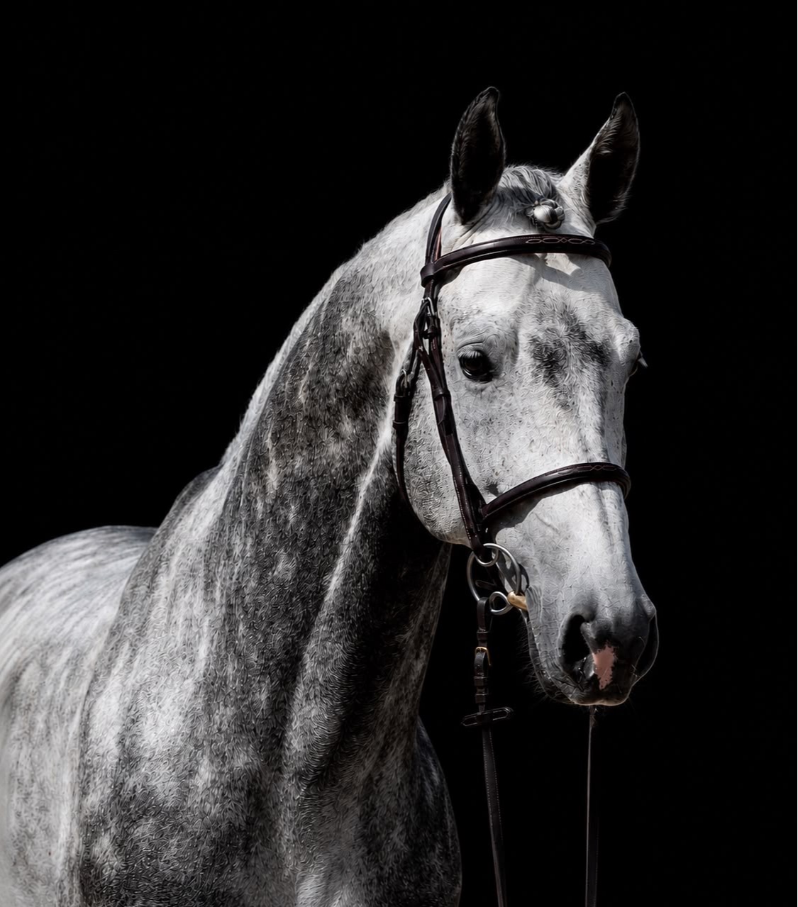 American Dream stallion | 2019 | 16.2h | All Warmbloods | Stallion