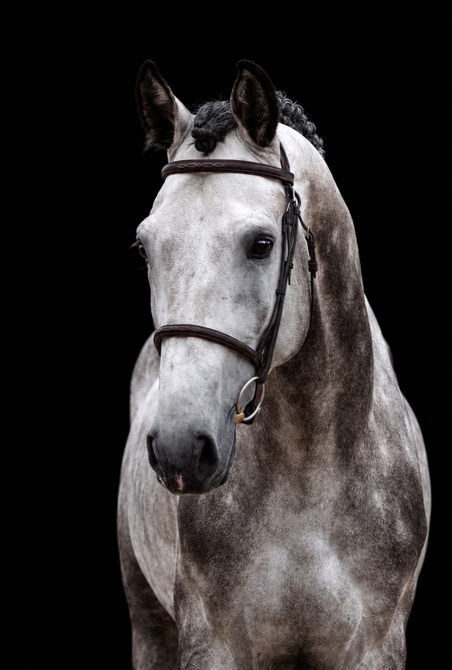 Hunter Derby Stallion | 2019 | 17h | Holsteiner | Stallion