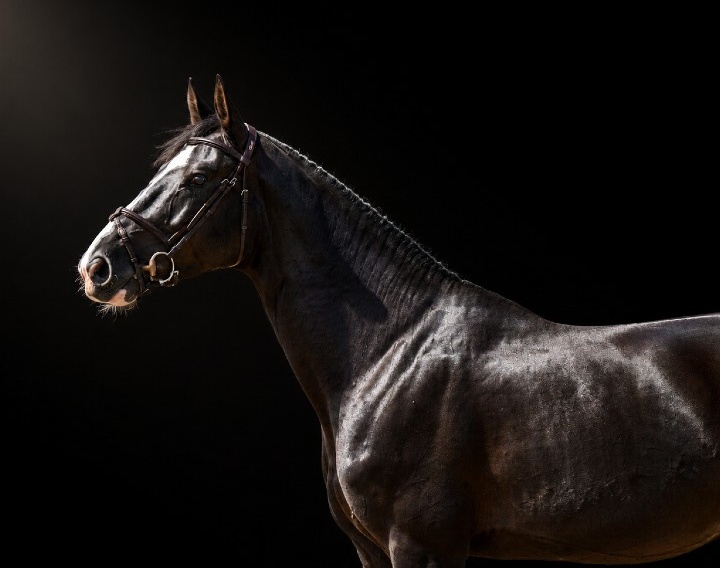 King of Zagreb FJ | 2022 | 16.3h | Not Specified | Stallion