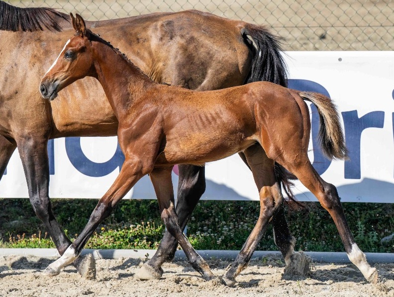 Frosted Fury 1-1 Z | 2026 | 12.2h | Zangersheide | Stallion