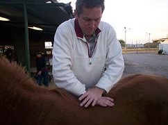 Horse Chiropractic Technique Clinic. Oct. 23rd And 24th. | Clinic