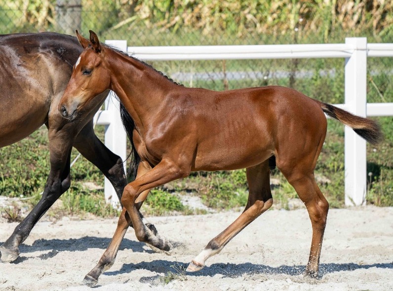 Tornado du Chaz 1-1 Z | 2026 | 13.1h | Zangersheide | Stallion