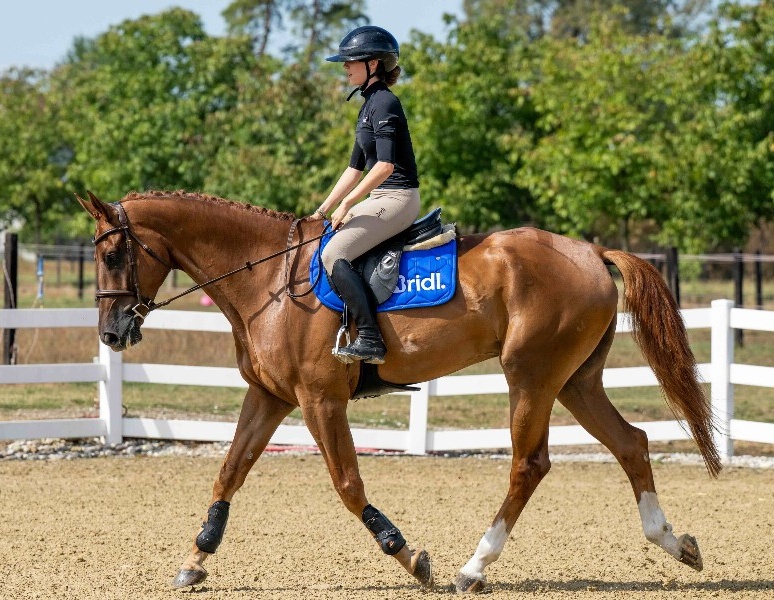 Giusto D’oro Z | 2019 | 17.2h | Zangersheide | Gelding