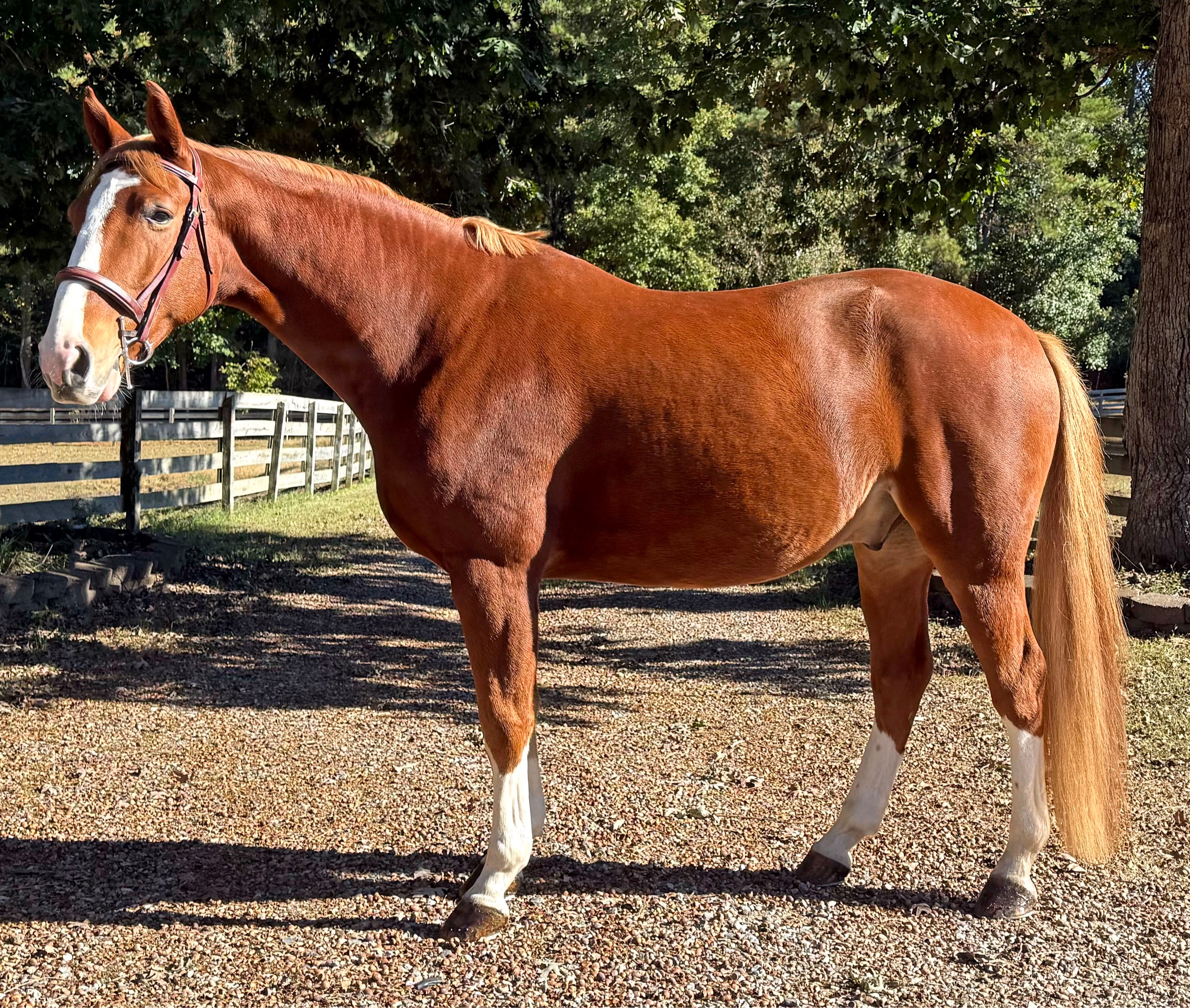 Focus Tachor Z | 2021 | 15.3h | Zangersheide | Gelding