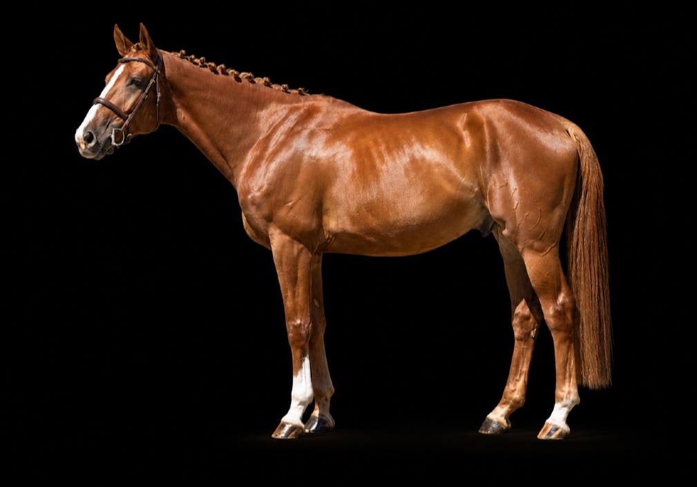 Emeraldo FJ | 2020 | 16.1h | Croatian Warmblood | Gelding