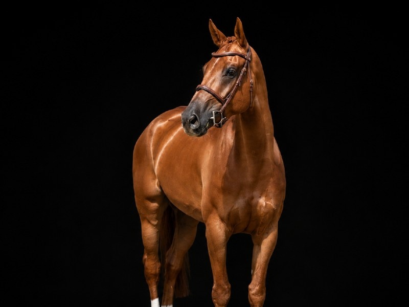 Giusto D’oro Z | 2019 | 17.2h | Zangersheide | Gelding