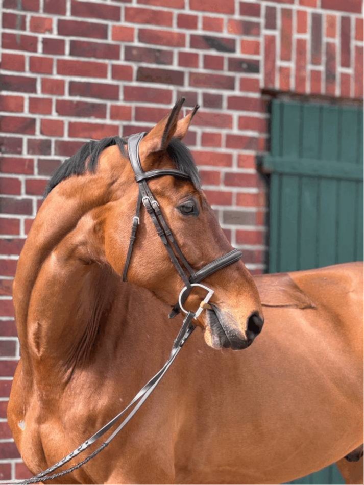 Beautiful Barn For Sale near WEC | Living Quarters + Stables | For Sale, For Rent or Sublet