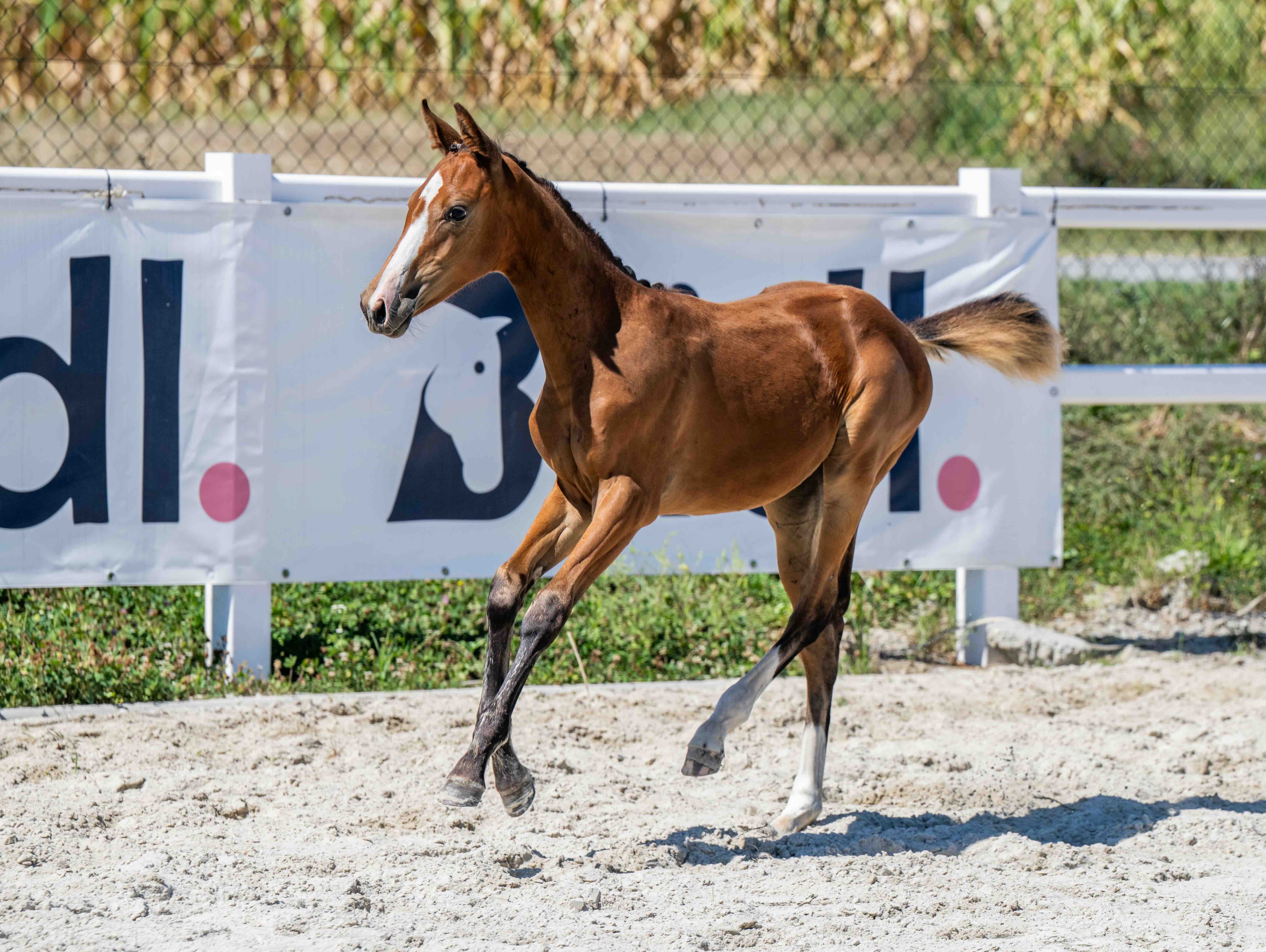 For Croatia 1-1 Z | 2026 | 12.2h | Zangersheide | Mare