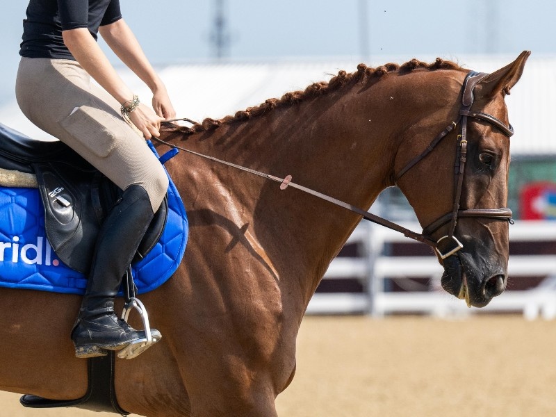 Giusto D’oro Z | 2019 | 17.2h | Zangersheide | Gelding