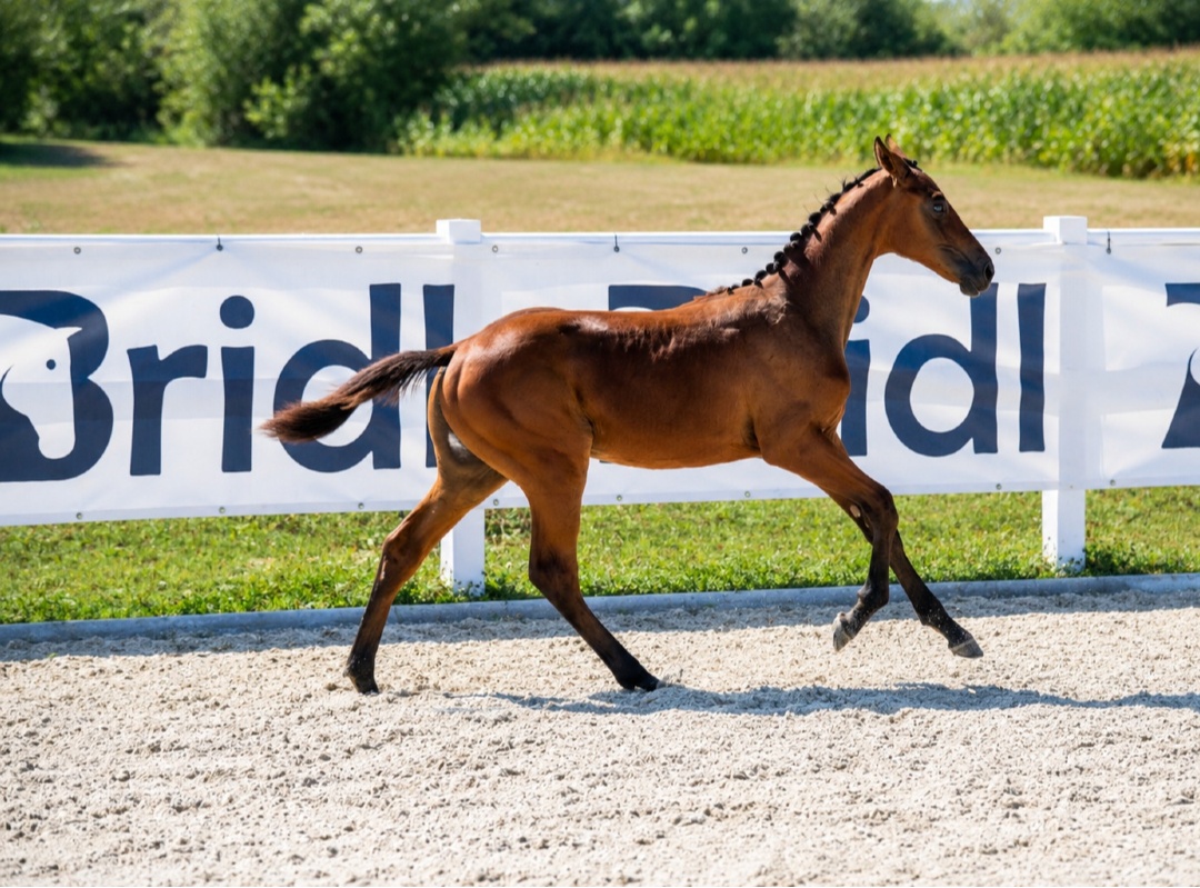 For Croatia 1-1 Z | 2026 | 12.2h | Zangersheide | Mare
