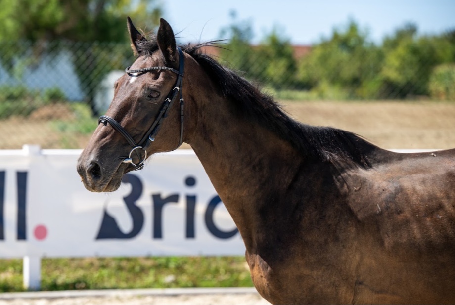 Quality Z | 2004 | 15.2h | Zangersheide | Mare