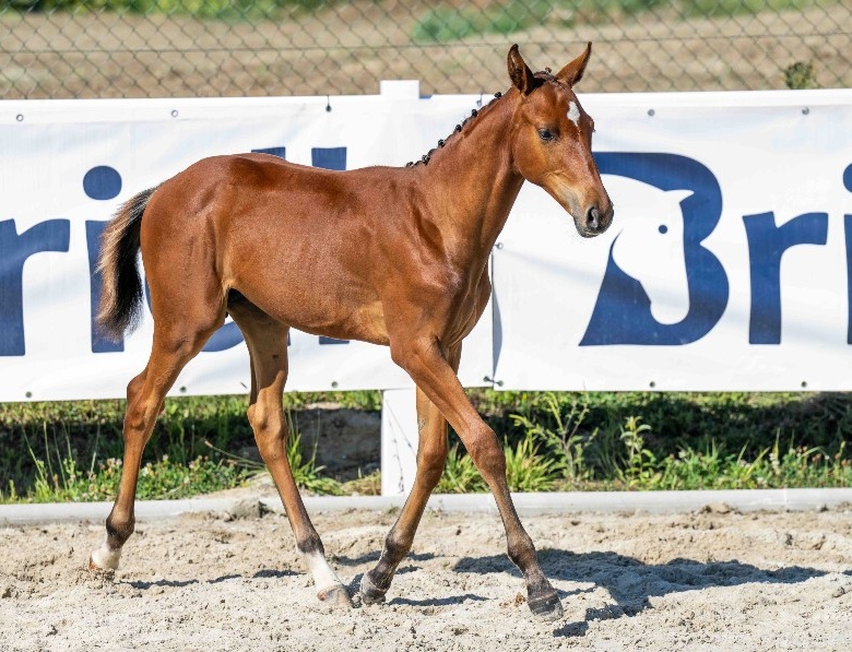 Tornado du Chaz 1-1 Z | 2026 | 13.1h | Zangersheide | Stallion