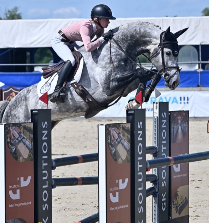 American Dream stallion | 2019 | 16.2h | All Warmbloods | Stallion