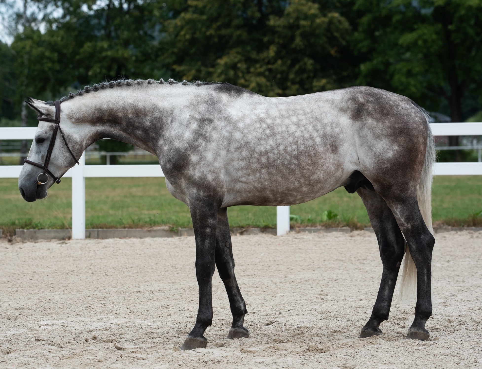Hunter Derby Stallion | 2019 | 17h | Holsteiner | Stallion