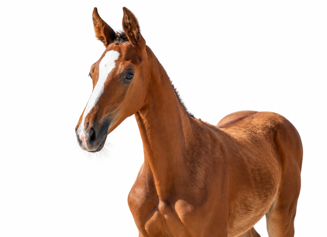 Frosted Fury 1-1 Z | 2026 | 12.2h | Zangersheide | Stallion
