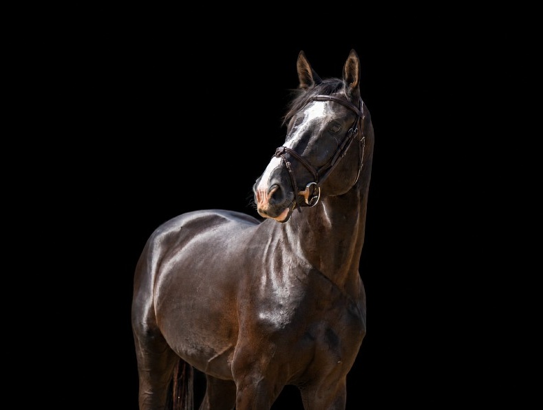 King of Zagreb FJ | 2022 | 16.3h | Not Specified | Stallion