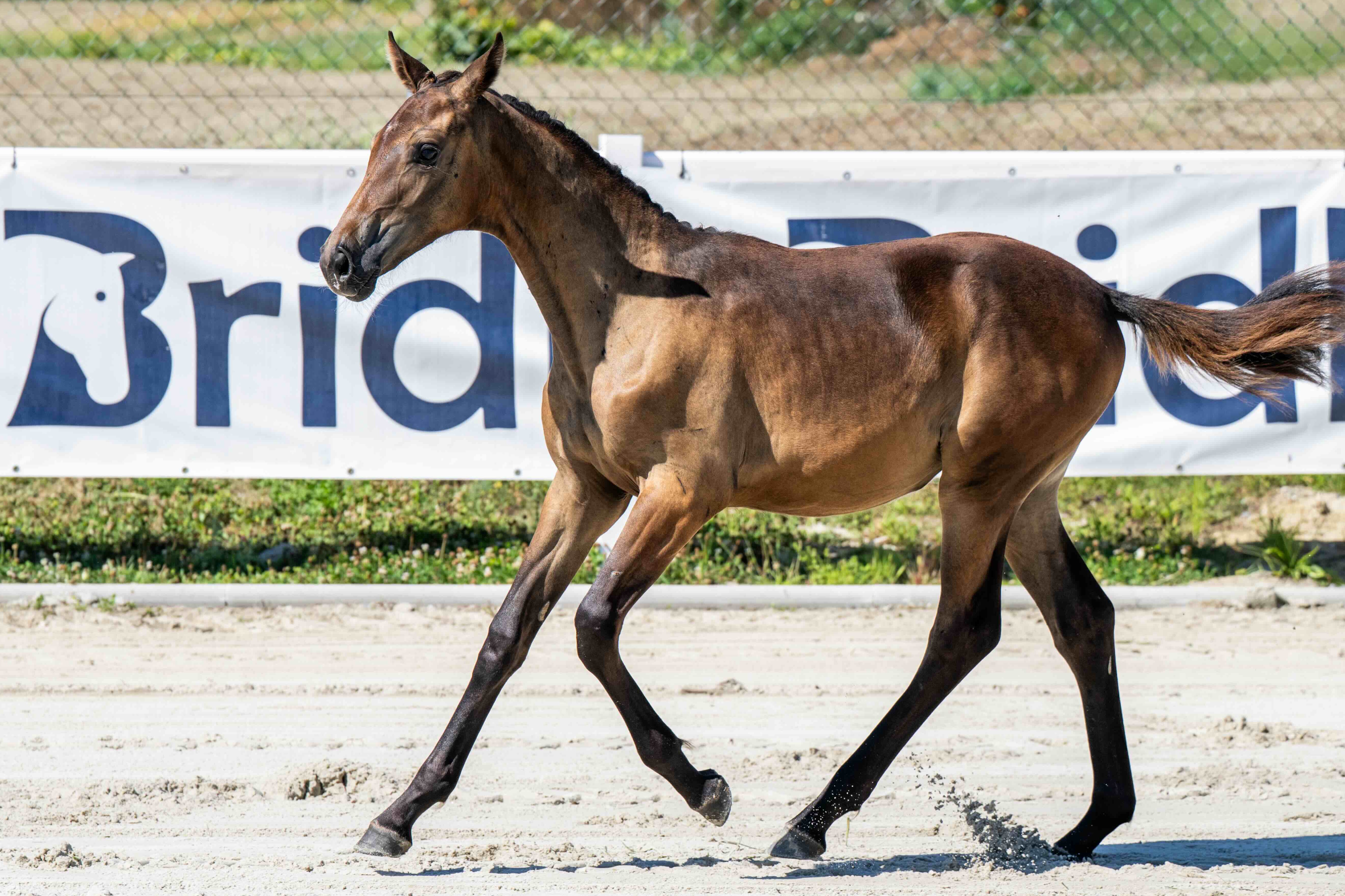 Dominini 1-1 Z | 2026 | 13.2h | Zangersheide | Mare
