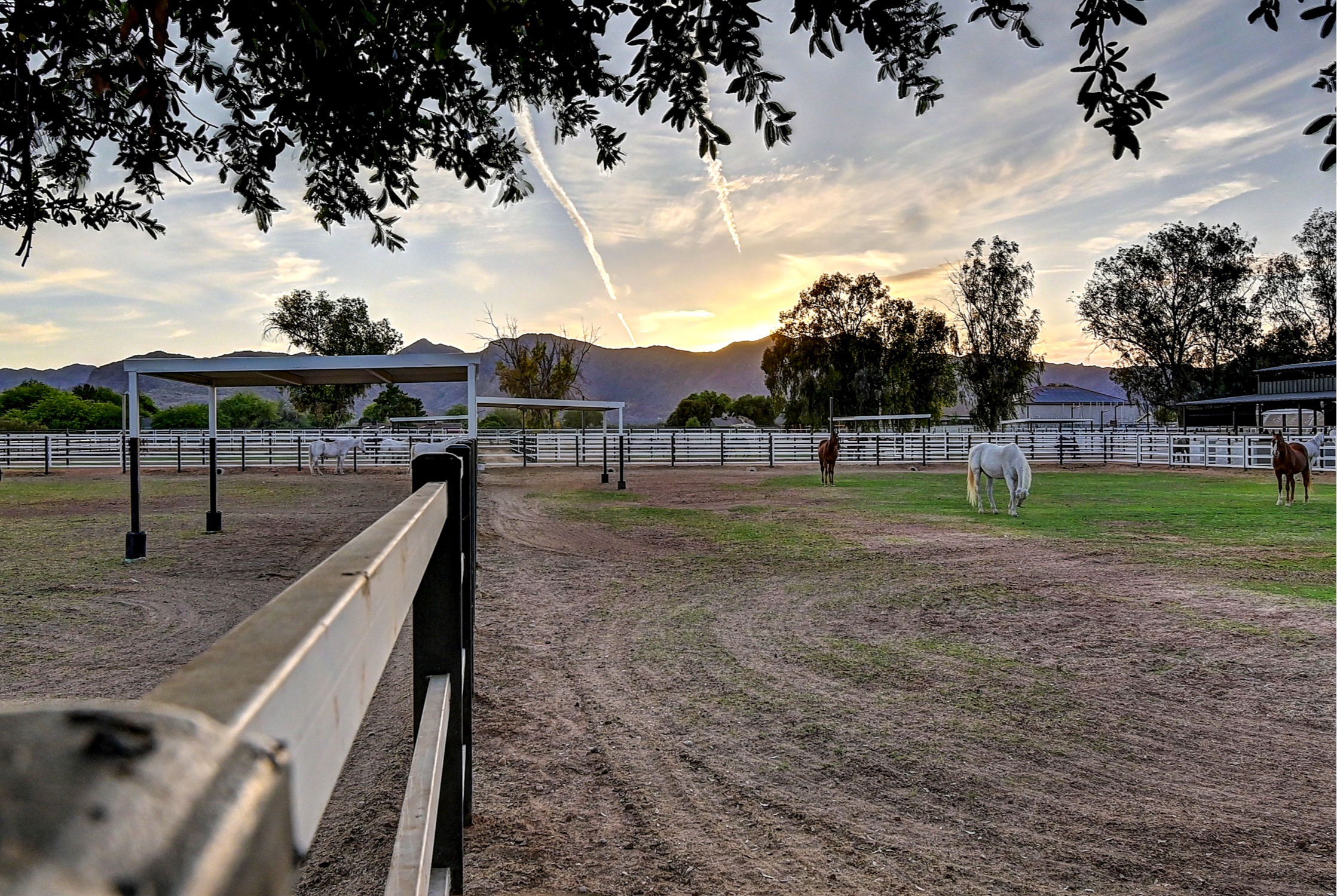 Stunning 6 Bdm Desert Ranch Equestrian Estate! | Living Quarters + Stables | For Rent or Sublet