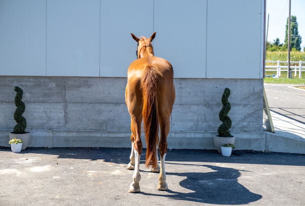 Baloca | 2011 | 17.1h | Westphalian | Mare