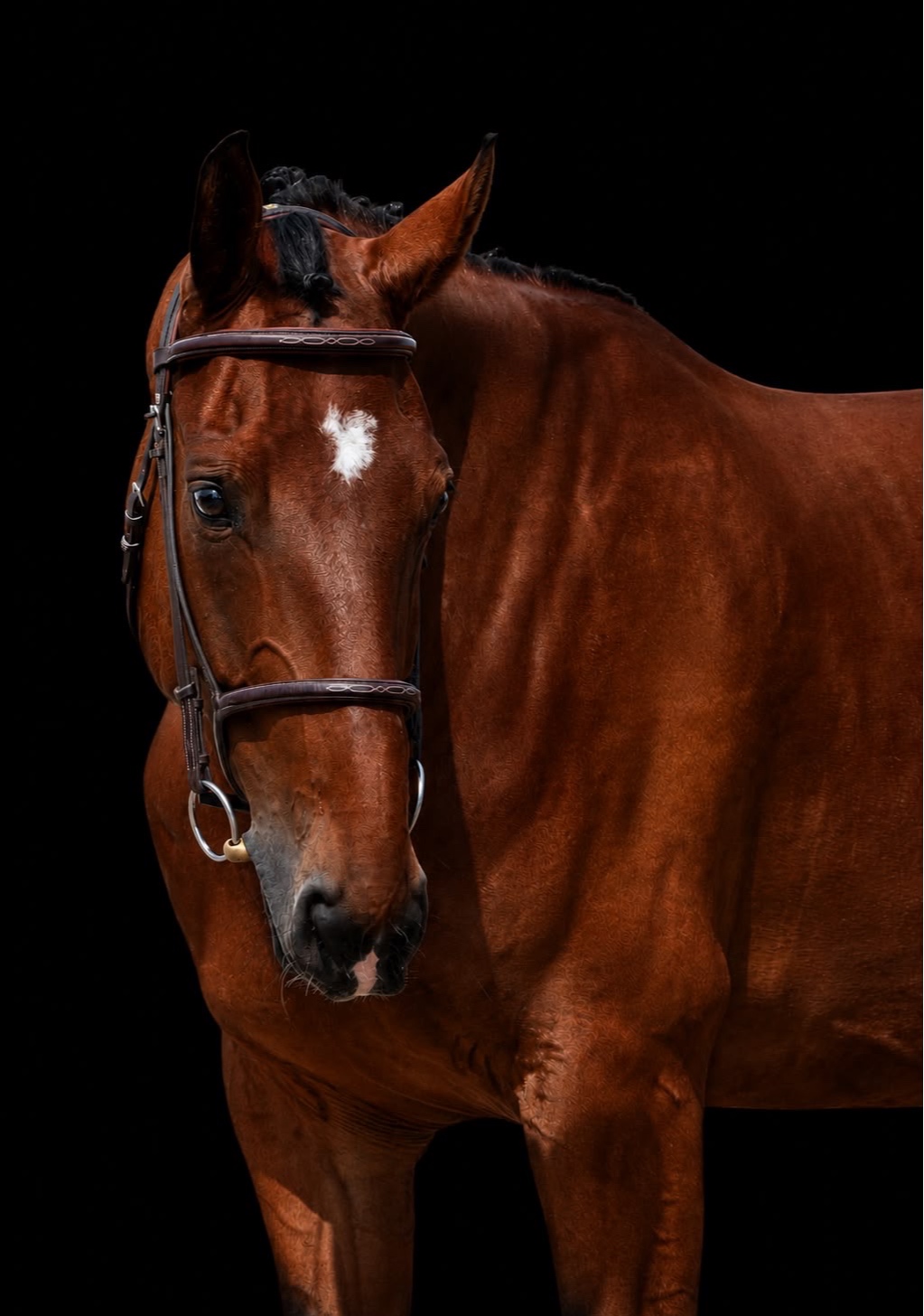 Jumping prospect | 2018 | 16.1h | Hanovarian Warmblood | Gelding